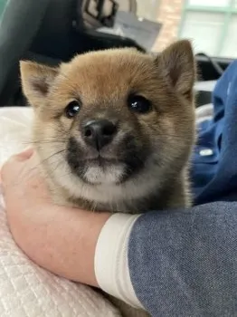 よっしー 様のお迎えした子犬