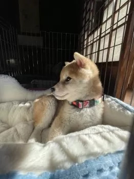 cocco 様のお迎えした子犬