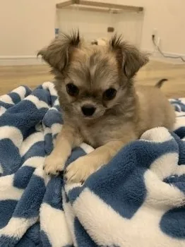 なべちゃん 様のお迎えした子犬