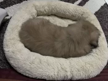 スカイスクレイパー 様のお迎えした子犬