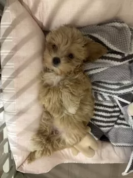 K.S 様のお迎えした子犬