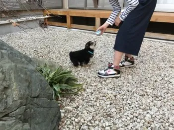 虎徹 様のお迎えした子犬