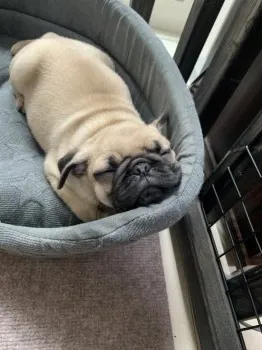 K.T 様のお迎えした子犬