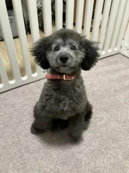 まい 様のお迎えした子犬