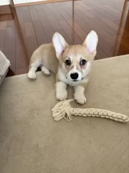 なお 様のお迎えした子犬