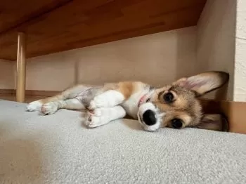 キティ 様のお迎えした子犬