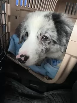 M.I 様のお迎えした子犬
