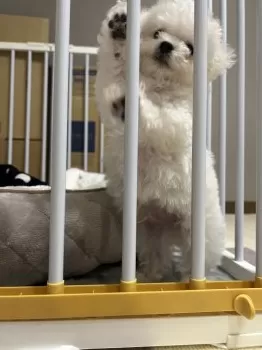 Y.O 様のお迎えした子犬