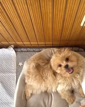 H.K 様のお迎えした子犬