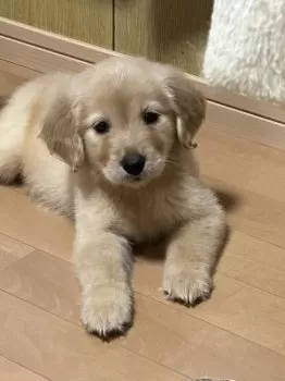 M.Ｉ 様のお迎えした子犬