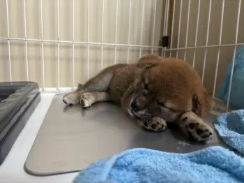 K.N 様のお迎えした子犬