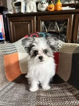 じょちめぐ 様のお迎えした子犬