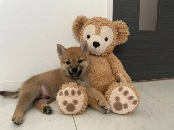 Y.S 様のお迎えした子犬