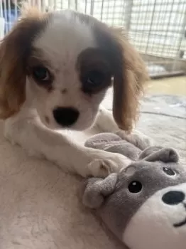 T.R 様のお迎えした子犬