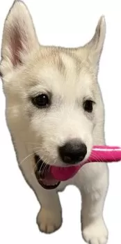 Dr.スランプ アラレちゃん 様のお迎えした子犬