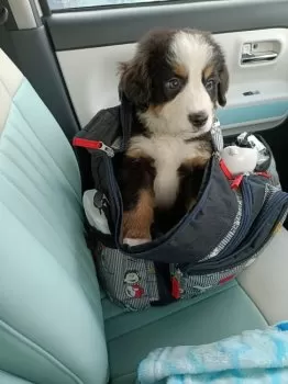 T.K 様のお迎えした子犬