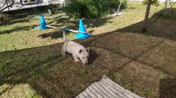 ゴロゴロゴロちゃん 様のお迎えした子犬