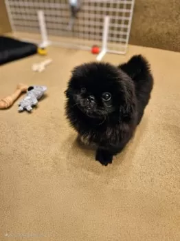 しみえむし 様のお迎えした子犬