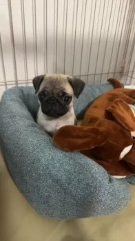 K.Ｉ 様のお迎えした子犬