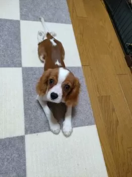 T.K 様のお迎えした子犬