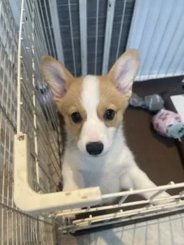 さりな 様のお迎えした子犬