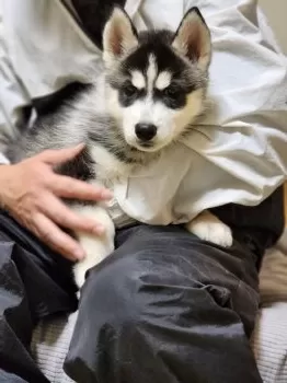 yu 様のお迎えした子犬