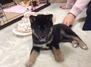 まろちゃん 様のお迎えした子犬