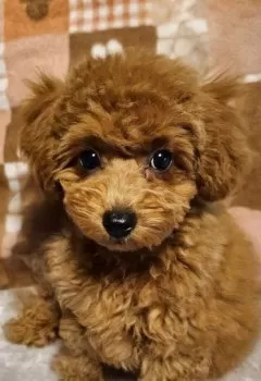 T.H 様のお迎えした子犬
