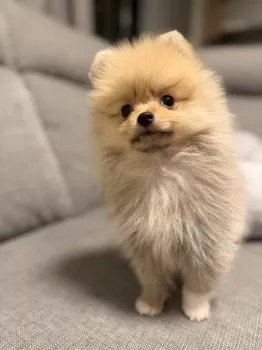 J.A 様のお迎えした子犬