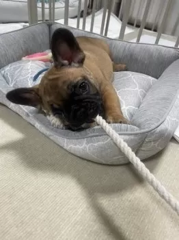 おやだま 様のお迎えした子犬