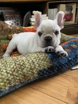 hotaru 様のお迎えした子犬