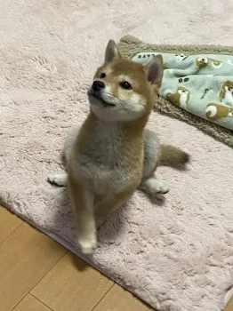 カトちゃん 様のお迎えした子犬