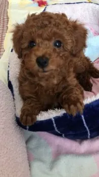 モカママ 様のお迎えした子犬