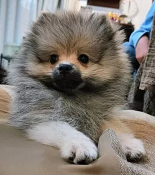 M.K 様のお迎えした子犬