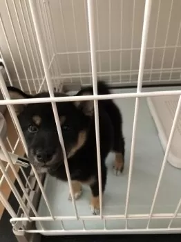 プー 様のお迎えした子犬