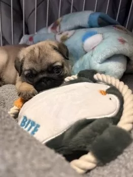るい 様のお迎えした子犬