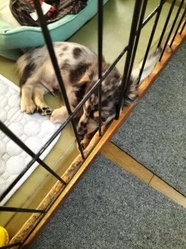 はたやん 様のお迎えした子犬