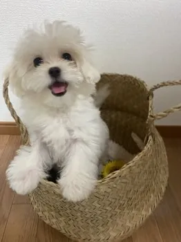 M.M 様のお迎えした子犬
