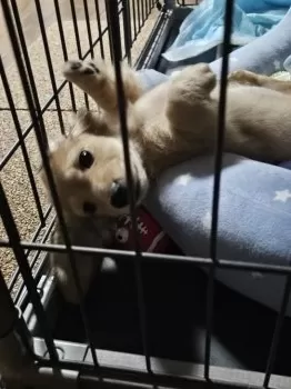 Y.G 様のお迎えした子犬