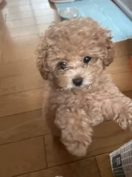 T.M 様のお迎えした子犬
