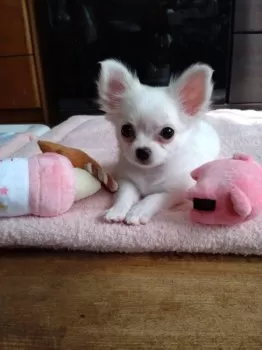 こやん 様のお迎えした子犬