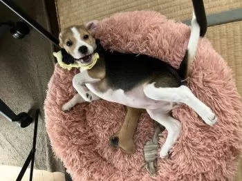 ゆっきい 様のお迎えした子犬