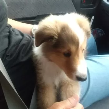 A.S 様のお迎えした子犬