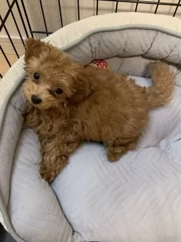 かさこ 様のお迎えした子犬