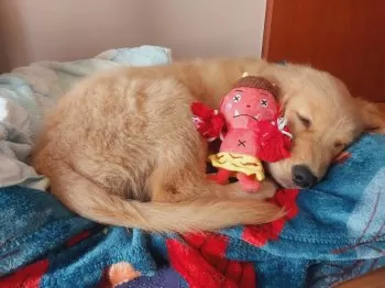 rthonorario 様のお迎えした子犬