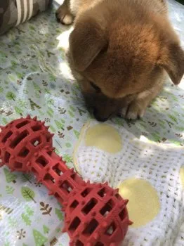 まき 様のお迎えした子犬