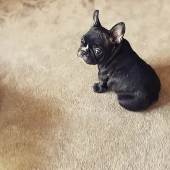 M.H 様のお迎えした子犬