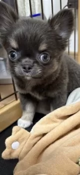 K 様のお迎えした子犬