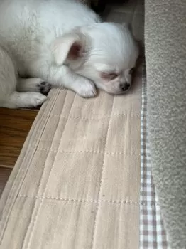 H.Ｉ 様のお迎えした子犬