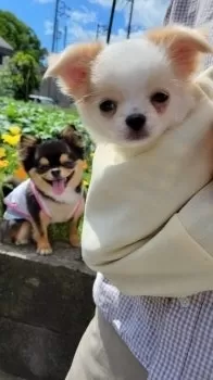 ヨネトモ 様のお迎えした子犬